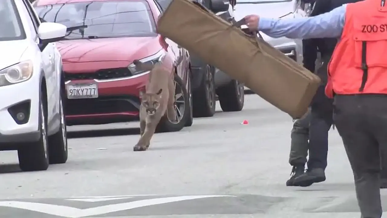 Un puma capturado en cámara eludiendo la captura en San Francisco antes de ser tranquilizado y liberado